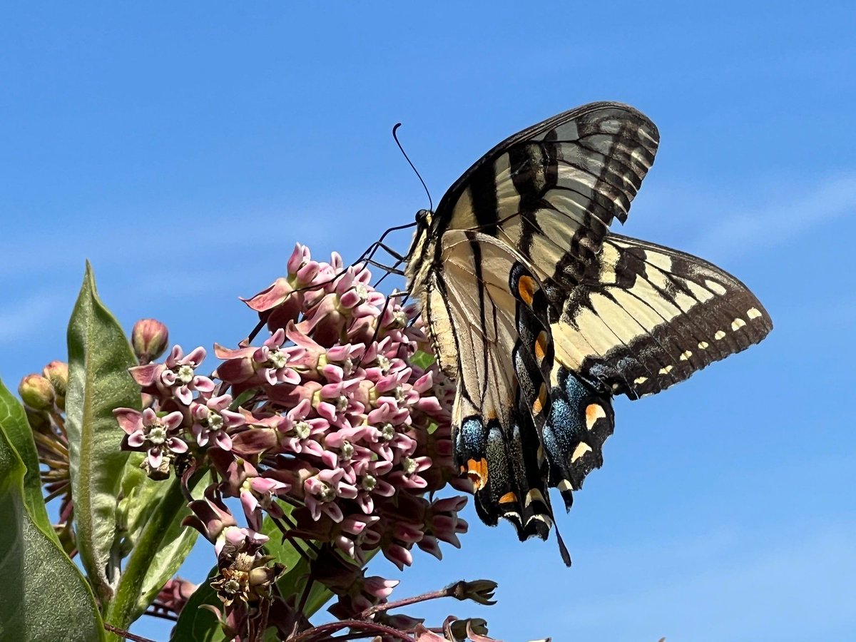 More clouds and maybe a stray shower put a dent in the Tuesday digit. We went 6 out of 10, but the continued cooler temps are still pretty nice!

See how the forecast trends through the weekend at cwg.live

How about this butterfly shot by Jeannie in D.C.??!!