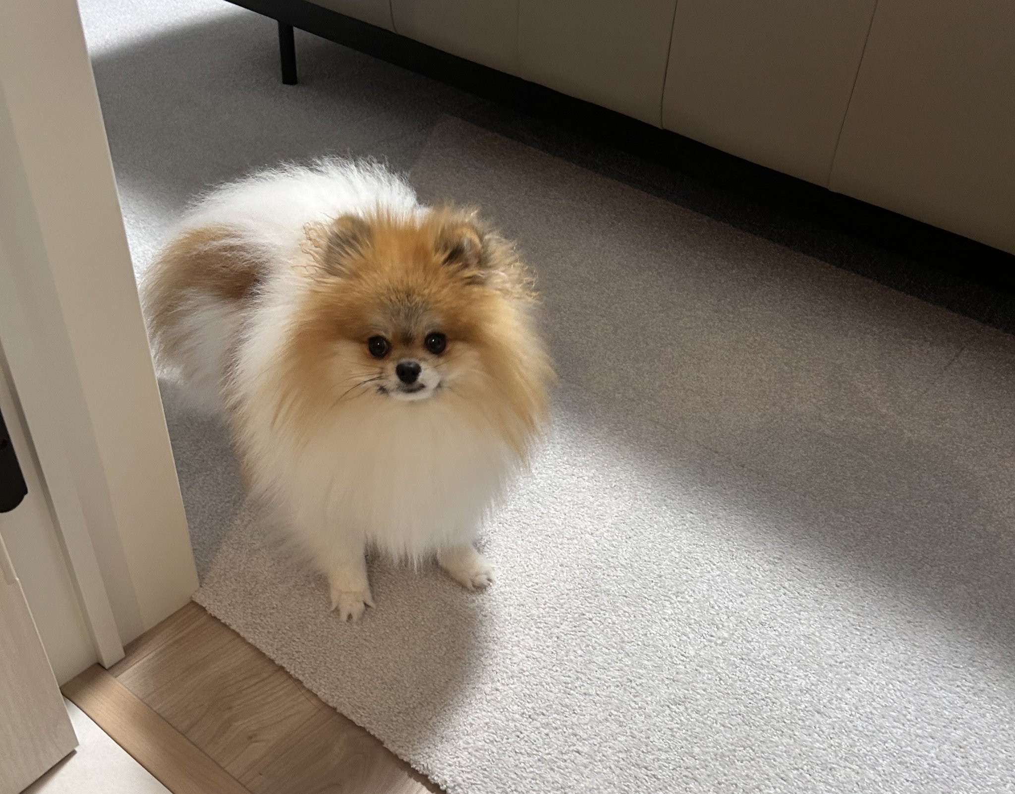 ポメラニアン はる🐶ポメラニアン on X: 