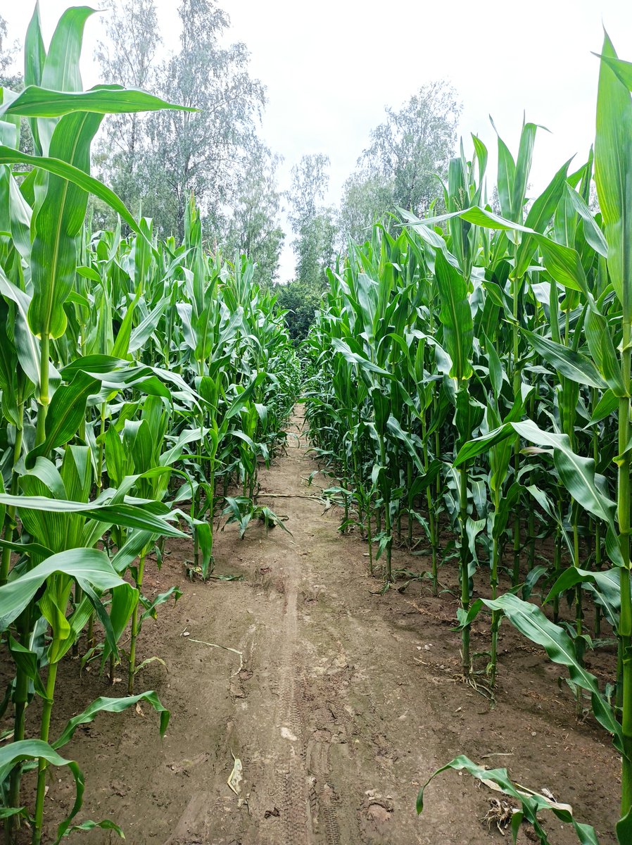 ...kukurydziana ścieżka do lasu...