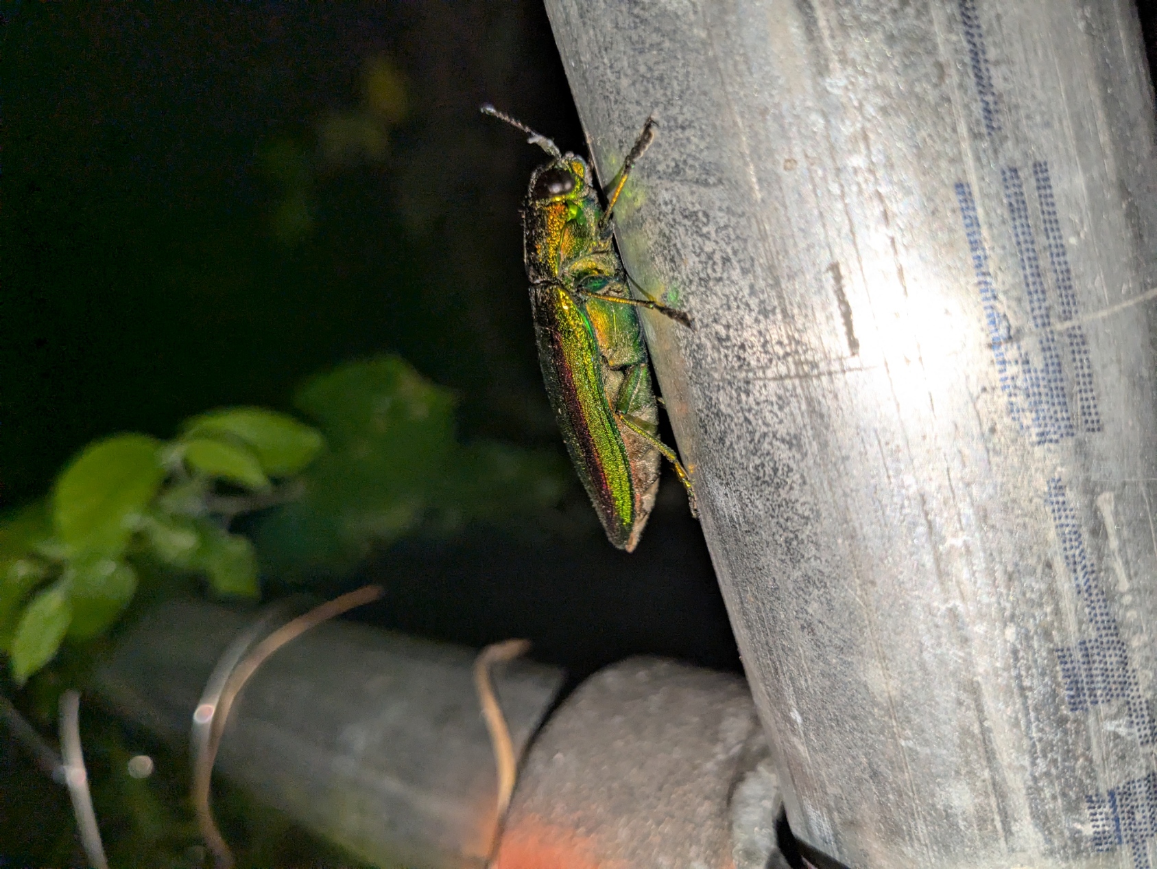 タマムシ 玉虫 美しい緑色と金色の光沢の昆虫標本 約30匹 400_400.jpg