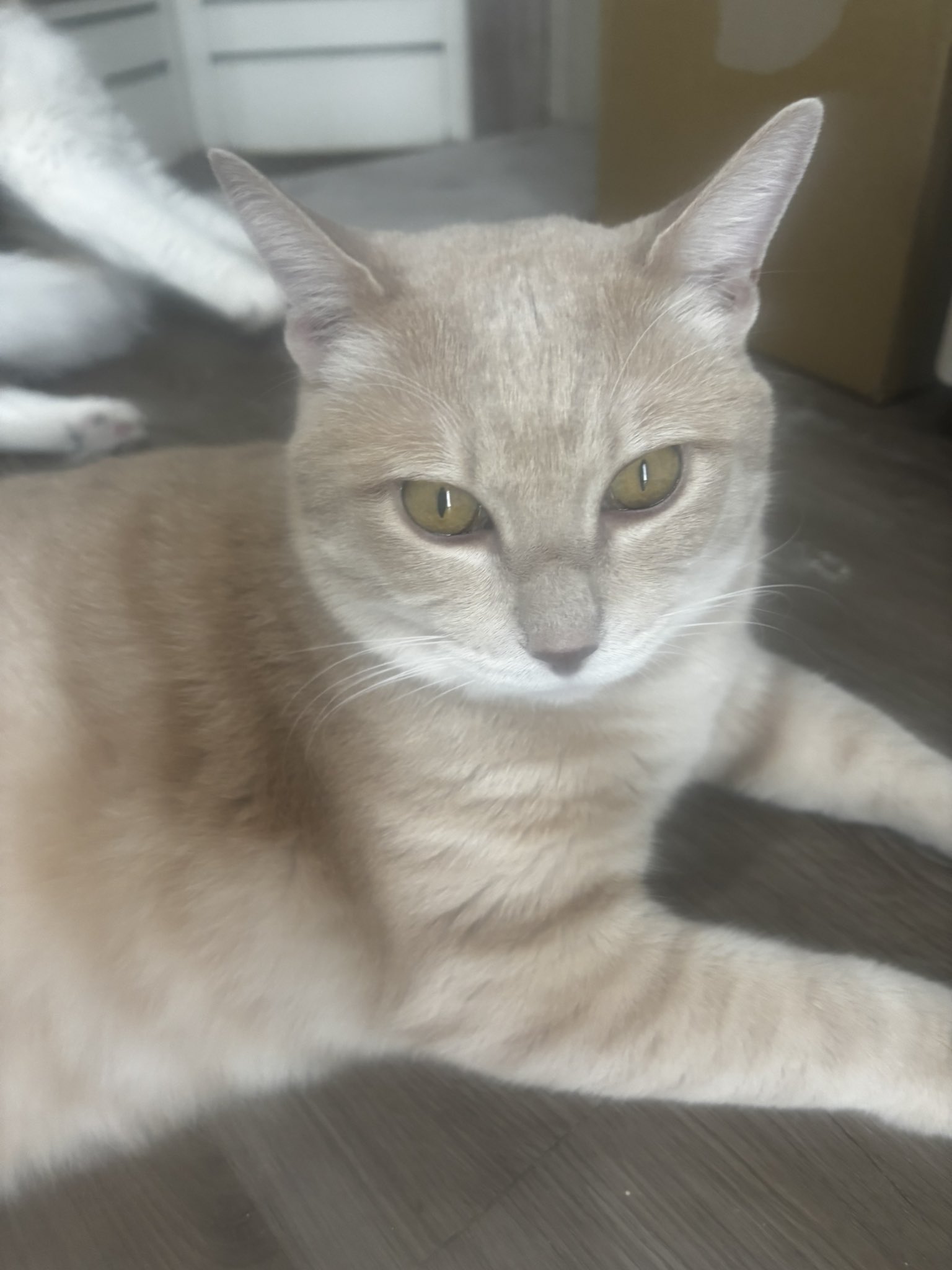 しろねこ on X: 