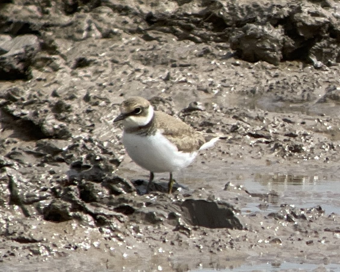 Robbie Garnett Hide - Little Ringed Plover <a href="/slimbridge_wild/">Slimbridge Sightings</a> #GlosBirds