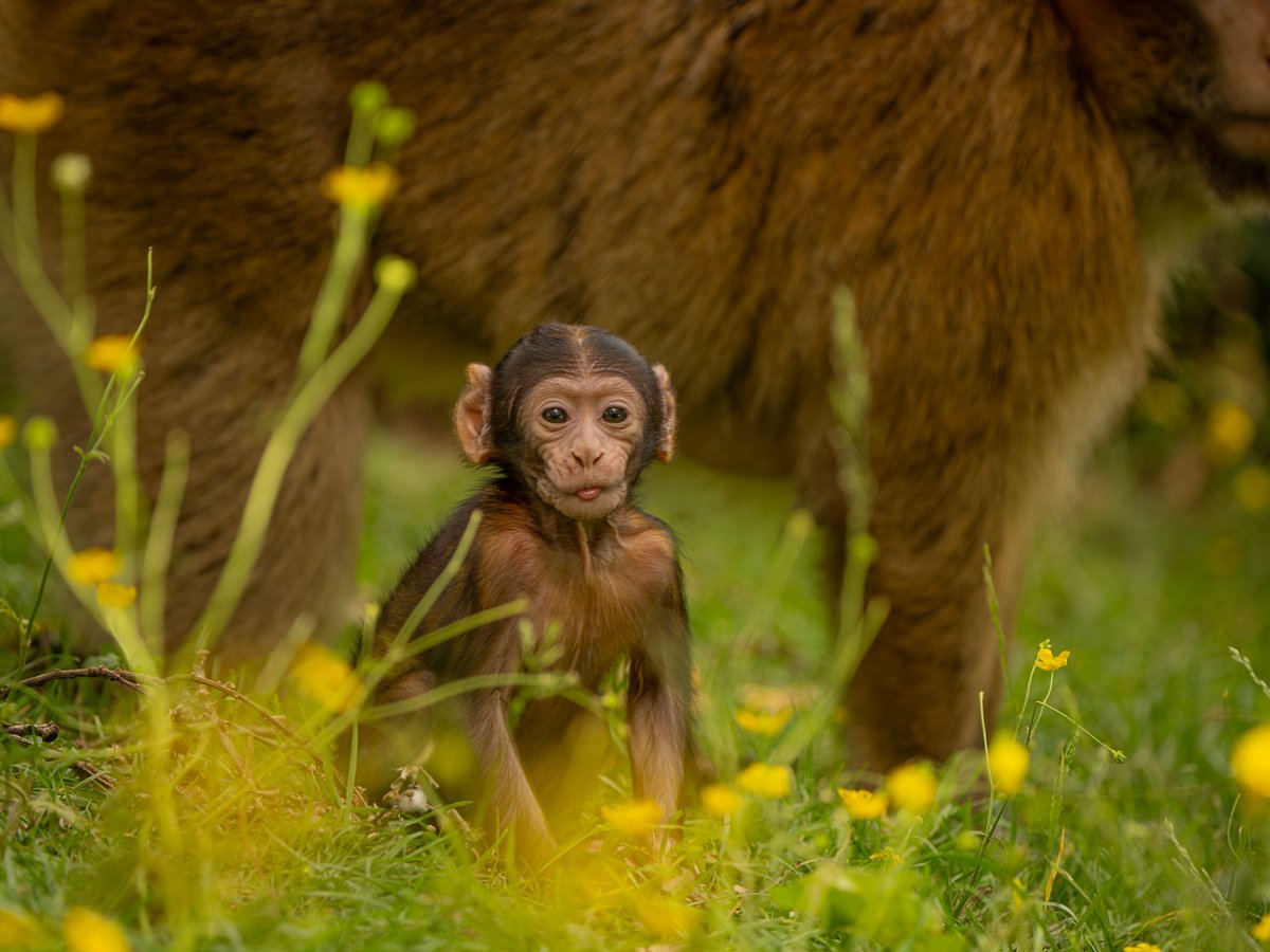 Trentham Monkey Forest (@monkey_forest) on Twitter photo 1οΈβ£1οΈβ£ BABY MONKEYS β€οΈππ₯Ή
Eleven, itβs absolute monkey heaven here at Trentham Monkey Forest π₯°π«Ά
The latest arrival to the woodland was born high up in the treetops during late Julyπ₯³
Weβre SO happy to have welcomed 11 babies so far in 2025. Our population of protected Barbary 1οΈβ£1οΈβ£ BABY MONKEYS β€οΈππ₯Ή
Eleven, itβs absolute monkey heaven here at Trentham Monkey Forest π₯°π«Ά
The latest arrival to the woodland was born high up in the treetops during late Julyπ₯³
Weβre SO happy to have welcomed 11 babies so far in 2025. Our population of protected Barbary
