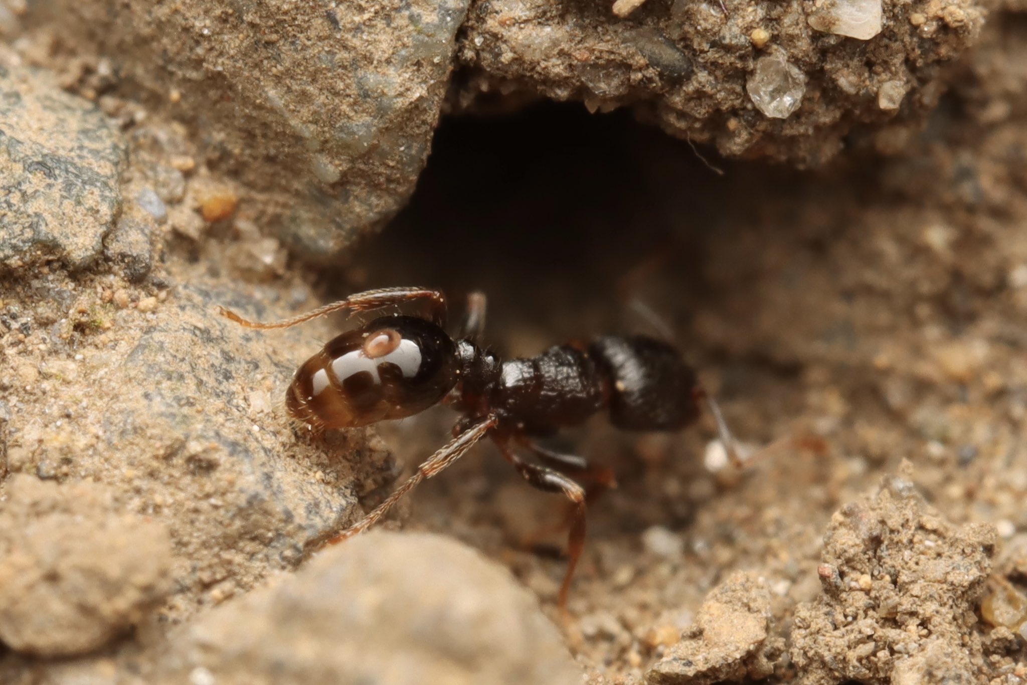 太陽に蟻 J ANT: 画像解説［ PCD1050-91］