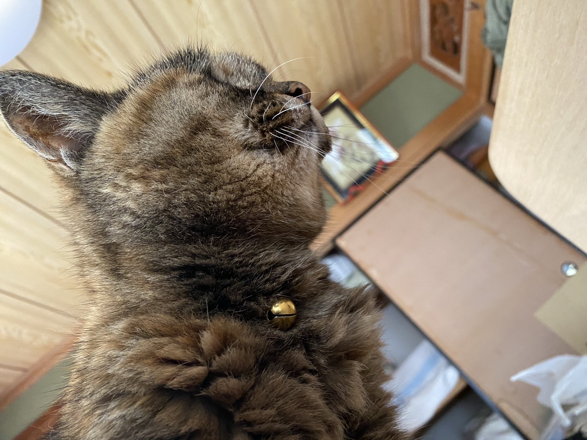 ねこ先輩 on X: 