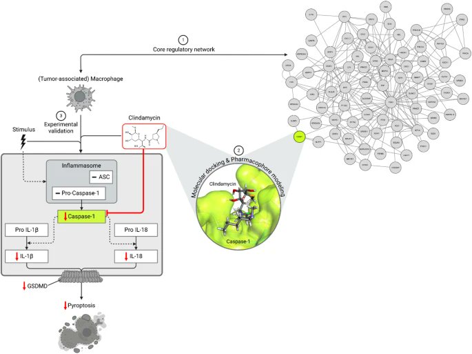 JournalofExper1's tweet image. Just published!🦠

Repurposed #clindamycin suppresses #pyroptosis in tumor-associated macrophages through Inhibition of caspase-1

Open access🔓
jeccr.biomedcentral.com/articles/10.11…

#DrugRepurposing
#TumorAssociatedMacrophages
#Immunotherapy 
#UvealMelanoma