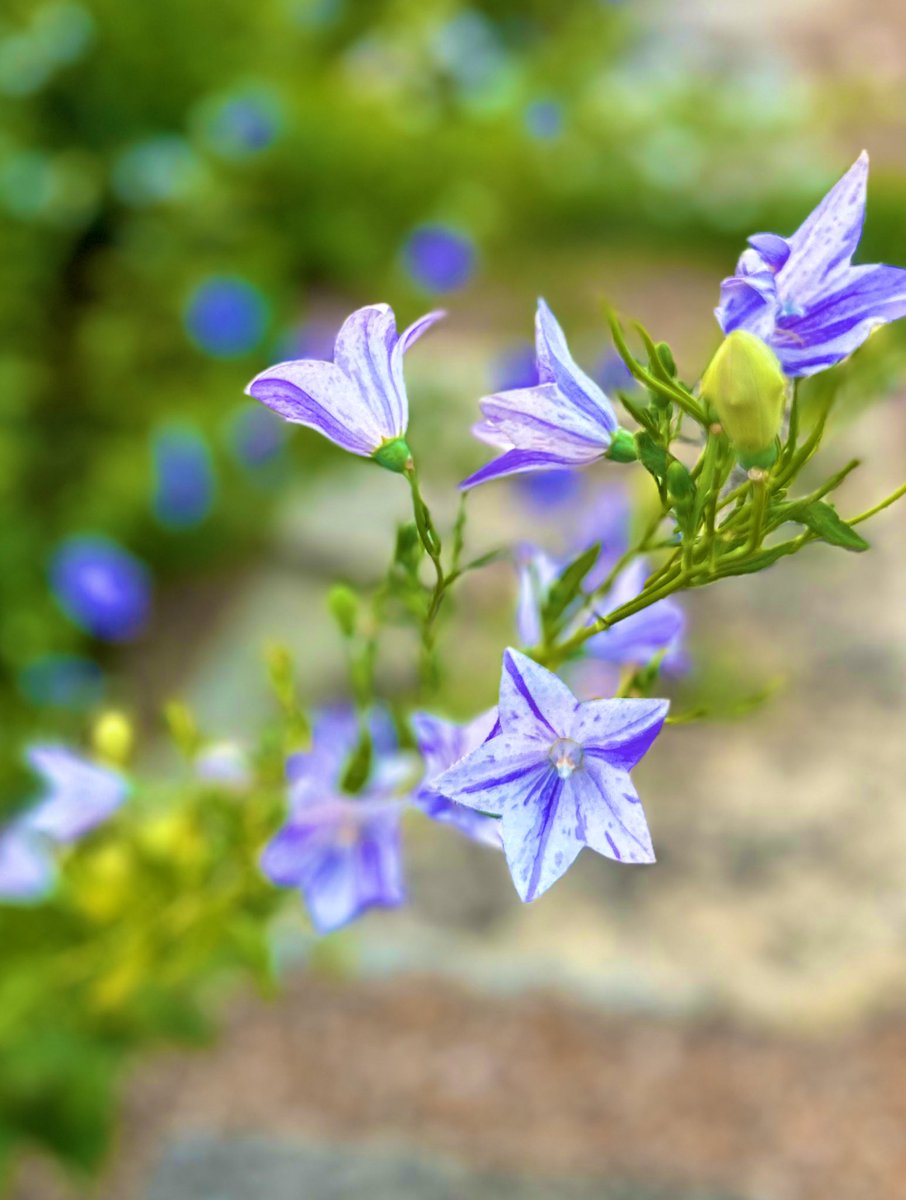 迷い込んだ花の園🐝⋆゜

　お不動さまのお庭にて

　こんなに沢山の桔梗に囲まれたの
　　初めてでした💜🌿.•*

 成田山 #遍照寺   #板橋宿