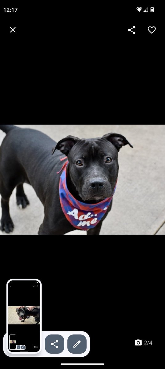 🐶 #Adoptme New intake 
Benedict 1yr 233195 #Siacc
No summary for this beaut of a pup friendly playful excitable in need of a kind caring patient person 4 guidance+training vid below 👇 see how great he is nycacc.app/browse/233195 🐾❤️ #Pledge #FostersSaveLives