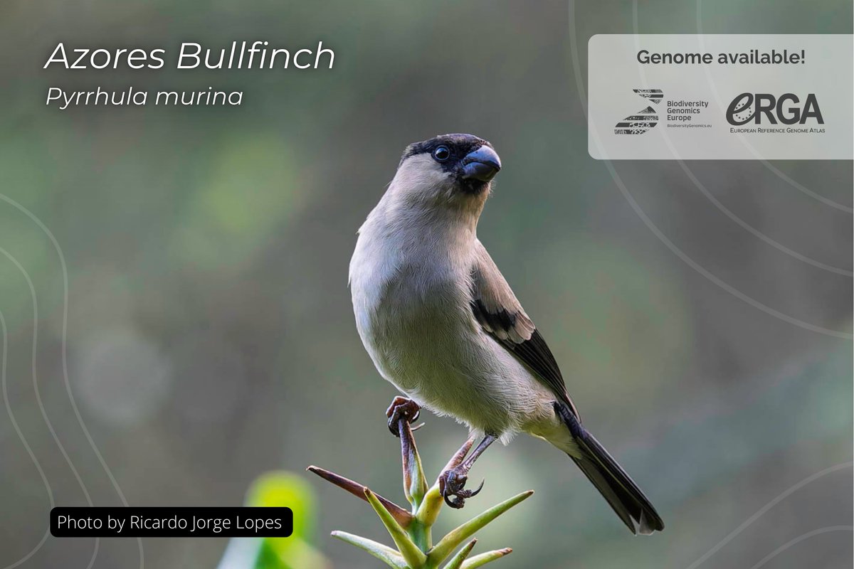 European Reference Genome Atlas tweet media