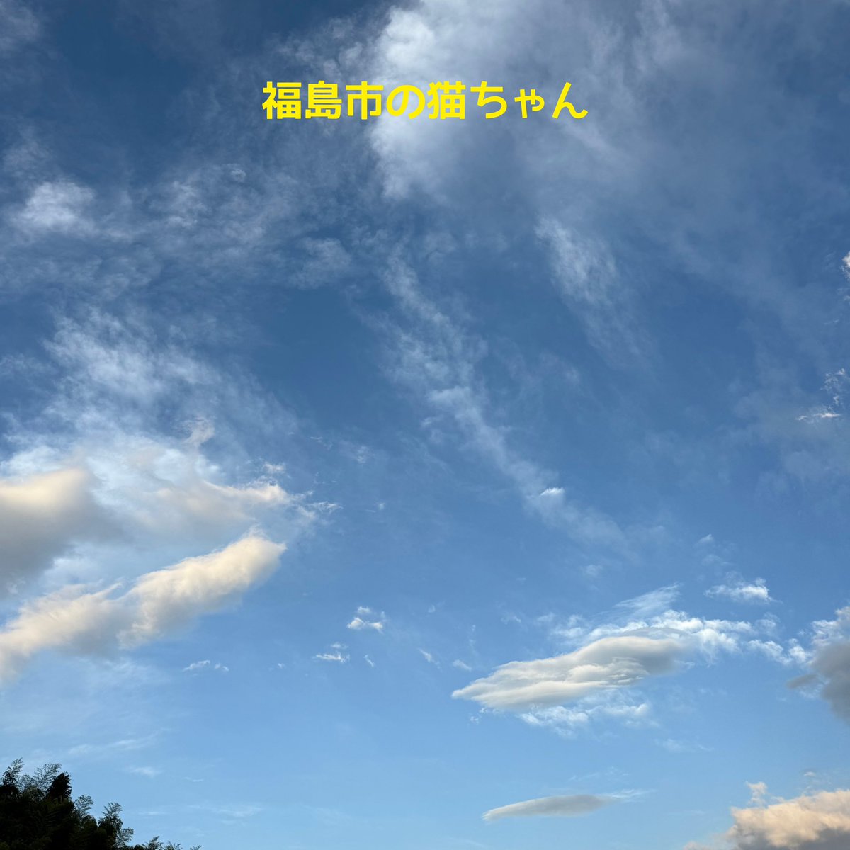 福島ペット火葬 一縁(いちえん)|福島市・二本松・伊達・郡山 (@petkasou_ichien) on Twitter photo ペットメモリアルルームへお越しいただき、福島市の猫ちゃんのお見送りでした。
とても綺麗な毛色をした猫ちゃん、赤ちゃんの時に保護をしていただいて大切に育てていただき、ご家族様と共に幸せな毎日を過ごされたことと思います。
ご冥福をお祈りいたします。
 #ペット火葬福島市
 #ペット葬儀 ペットメモリアルルームへお越しいただき、福島市の猫ちゃんのお見送りでした。
とても綺麗な毛色をした猫ちゃん、赤ちゃんの時に保護をしていただいて大切に育てていただき、ご家族様と共に幸せな毎日を過ごされたことと思います。
ご冥福をお祈りいたします。
 #ペット火葬福島市
 #ペット葬儀