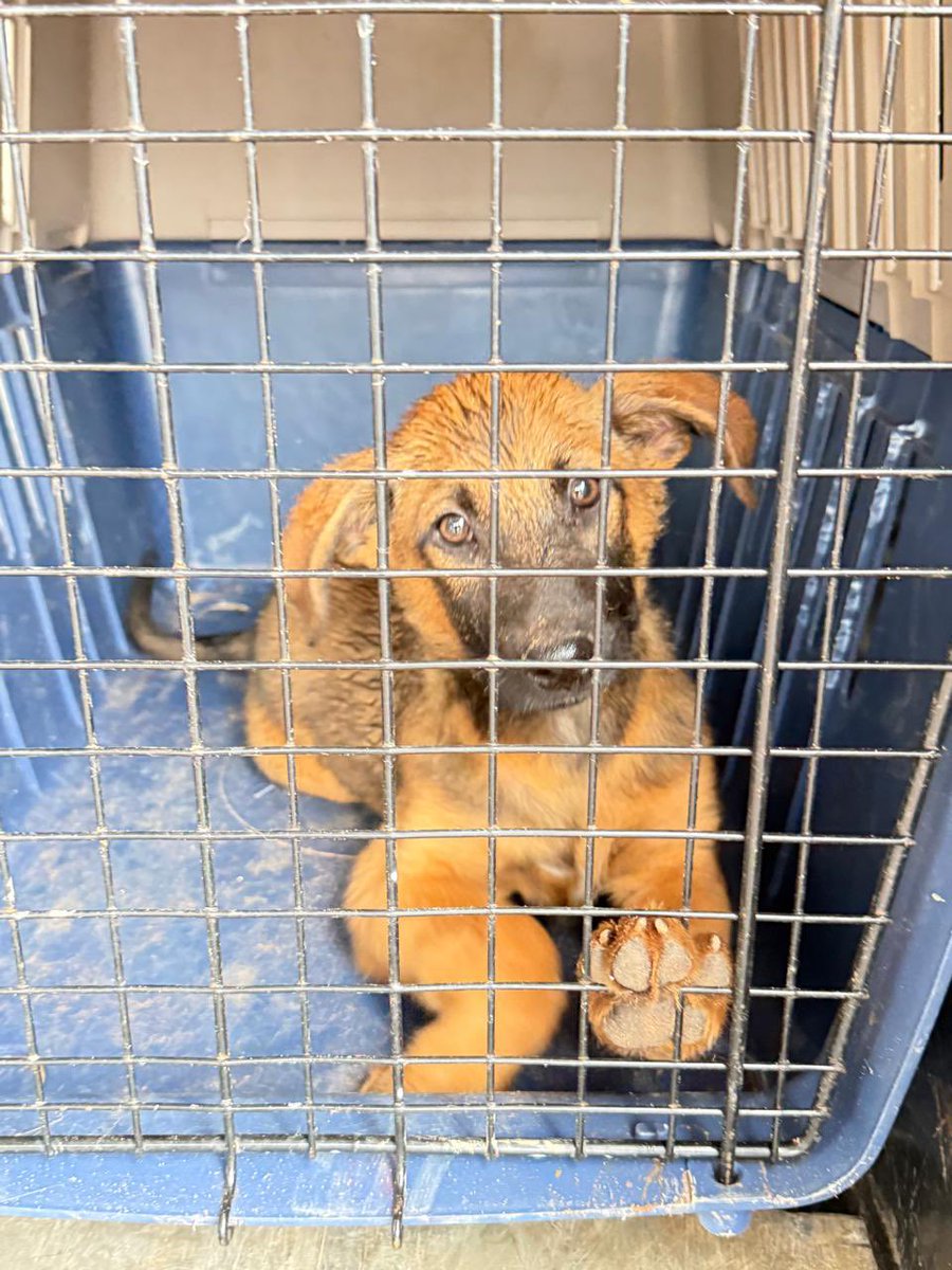 Caso Carapeguá🚨

En relación con el caso reportado en la zona de Calixtro, ciudad de Carapeguá, informamos a la ciudadanía que el perrito involucrado ya se encuentra bajo resguardo institucional, donde recibirá la atención y cuidados necesarios para su bienestar.