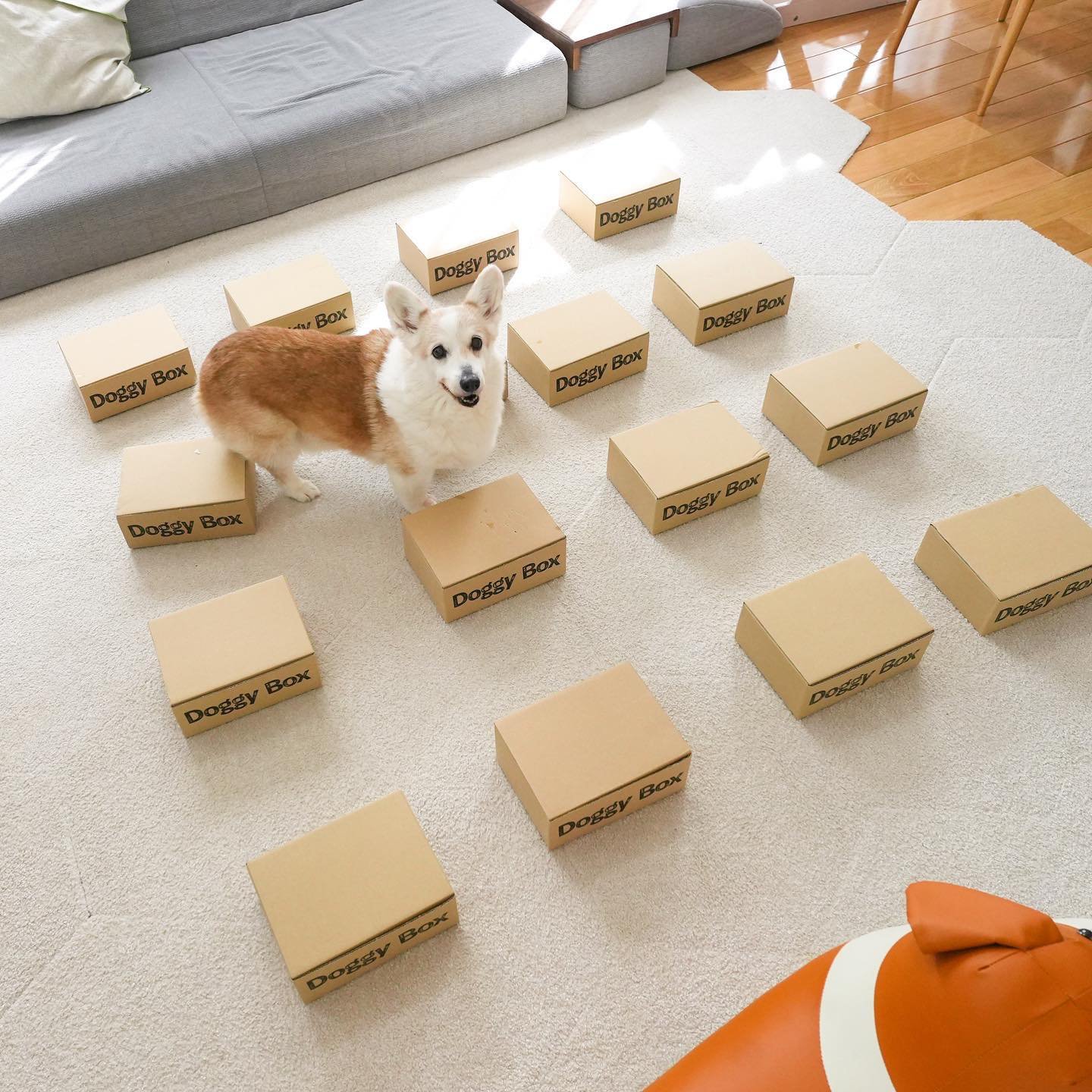 Doggy Box(ドギーボックス) (@doggybox_jp) / X