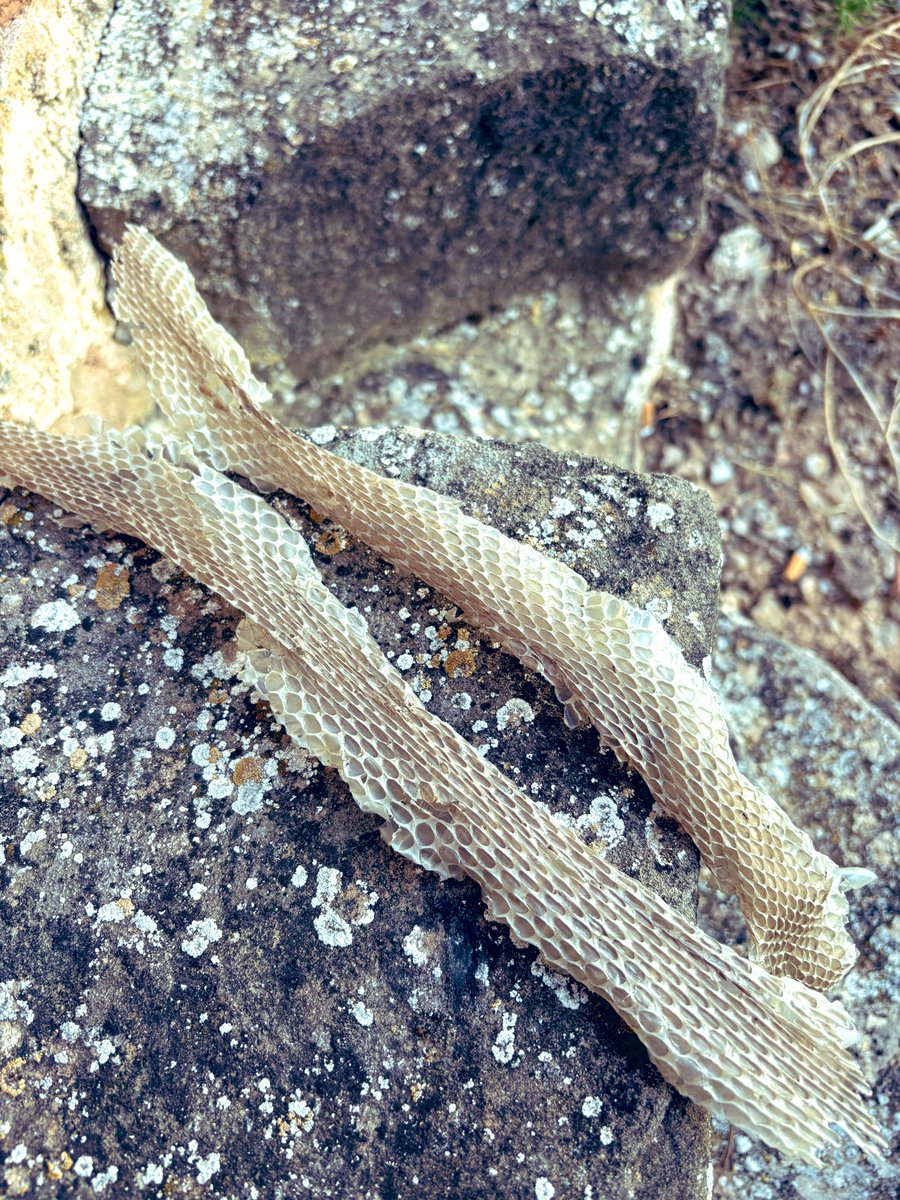 La muda.A mesura q la serp, creix , la pell simplement l’estreny degut a q no està preparada x  créixer progressivament amb ella cal treure la pell vella i deixa pas a una d nova q sigui més gran,les serps deixen anar una muda resistent i d’una sola peça, Vist avui 👇:)
￼