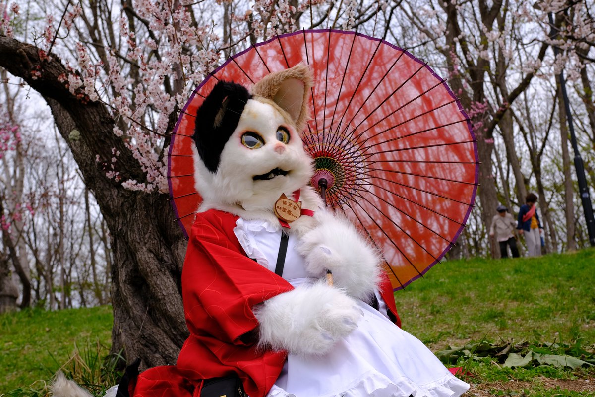 ねこねこ 猫宮 麿 on X: 