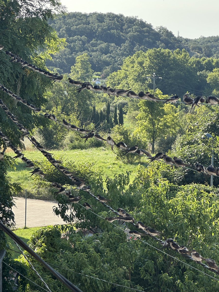 RollingGeorge_'s tweet photo. 🐦🌲 https://t.co/HXHI92rhud