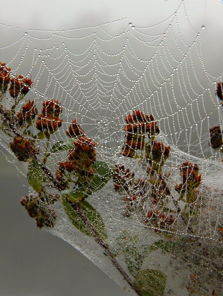 <a href="/suaperfidia/">breathless</a> Vi guardo dall’alto della vigna
nel quieto firmamento
splendere sopra le case del mio borgo
stelle nemiche, stelle
in opposizione.
Mi calma il vostro scintillio, stelle
della promessa e dell’addio.

Leonardo Sinisgalli