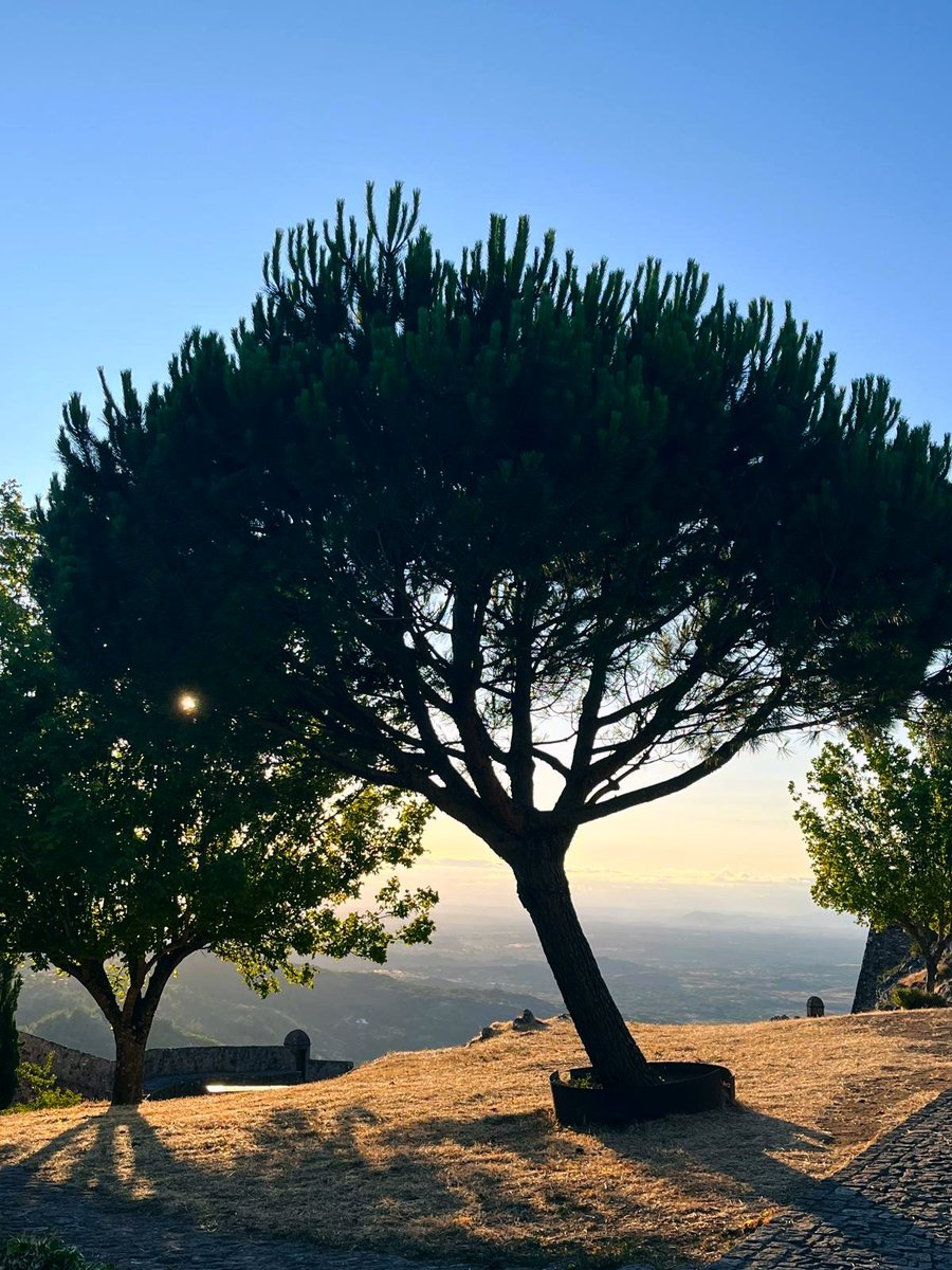 Tree in the morning light
#trees #Treepeople #NatureBeauty