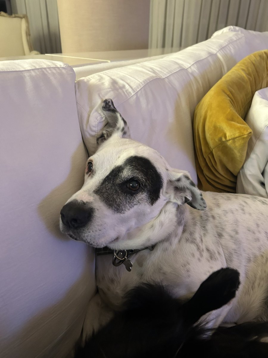 > se metió en mi casa todo pulgoso y con hambre 
> nos dio pena sacarlo y nos lo quedamos en tránsito
> hace 11 años está en tránsito (permanente. de por vida) te amo bubi