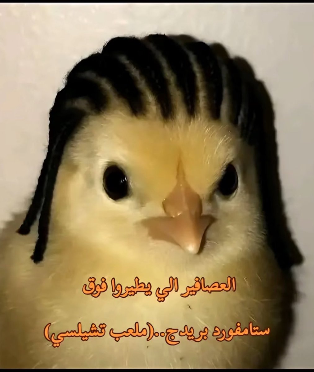 Waseem Wasfy (@wasfywaseem) on Twitter photo 