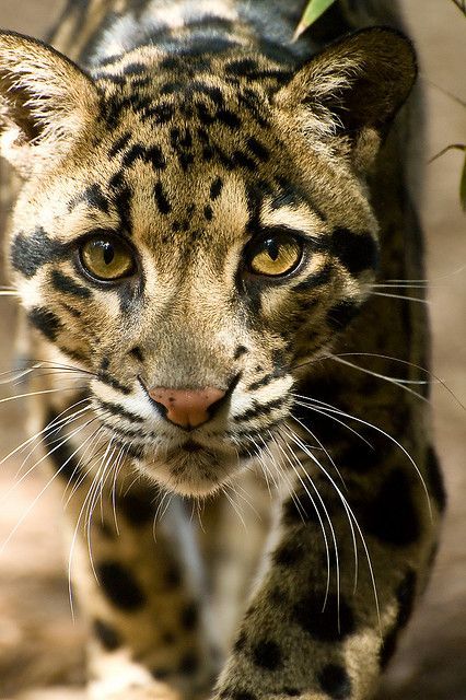 KVajpayaee's tweet photo. @kosmomireille #Katyayan
/)_/)
(,,>.<)
<(This is for you!)
/ >❤️
YW Kosmomireille 🥰
#CloudedLeopardDay https://t.co/fYbDwd92kH