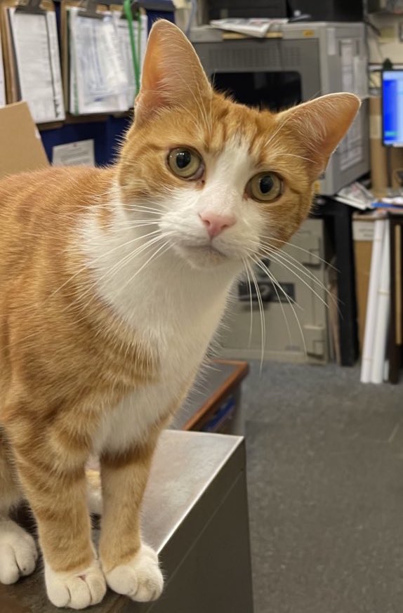 Today’s challenge: 

Describe meownself in three words only. 

I’ll go first :

• Diligent 
• Hardworking
• Hungry

The FC’s input :
• Menace
• Narcoleptic
• Hungry