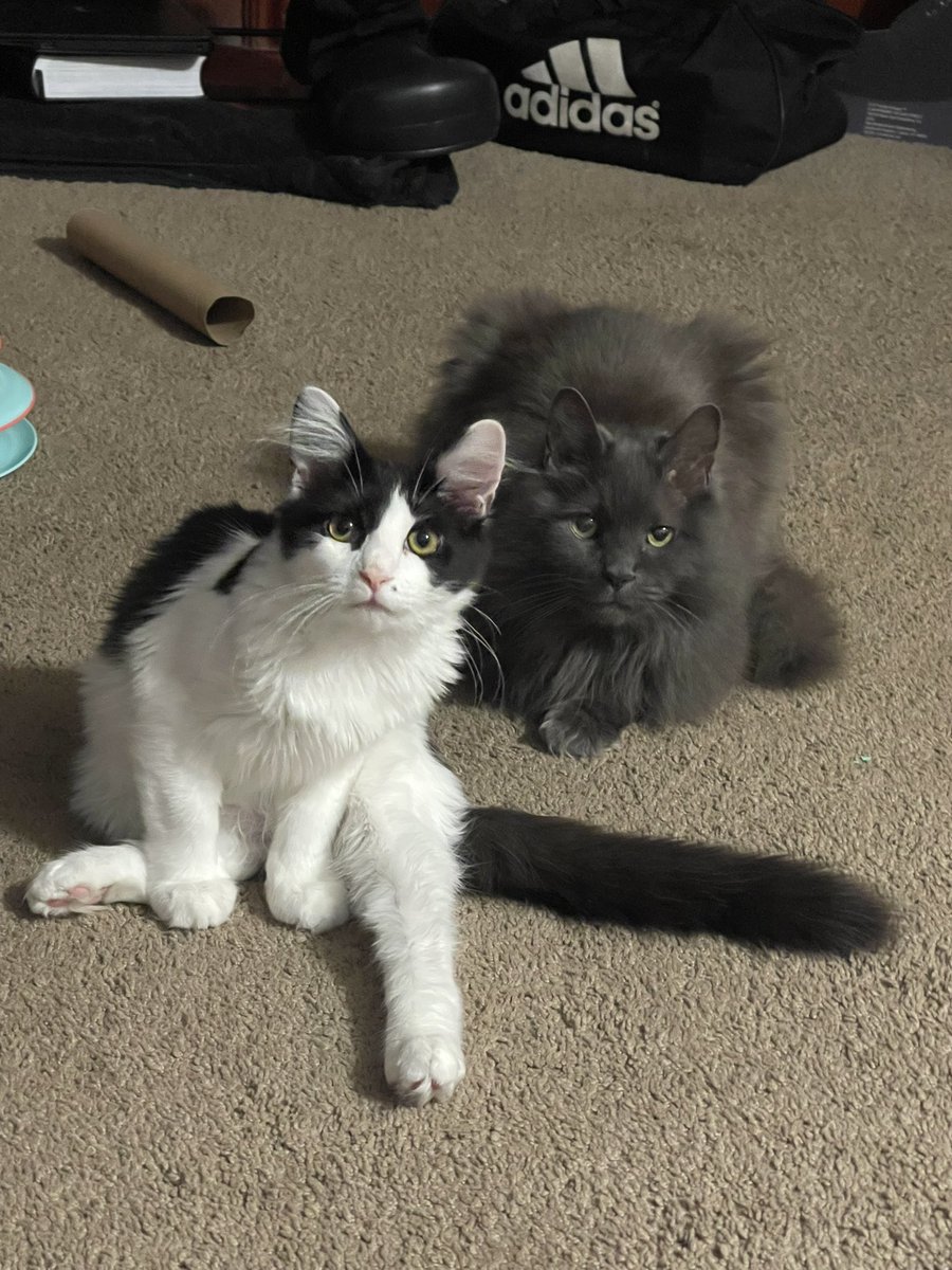 pepper 🌶️ & lugosi 🧛🏻‍♂️ tweet media