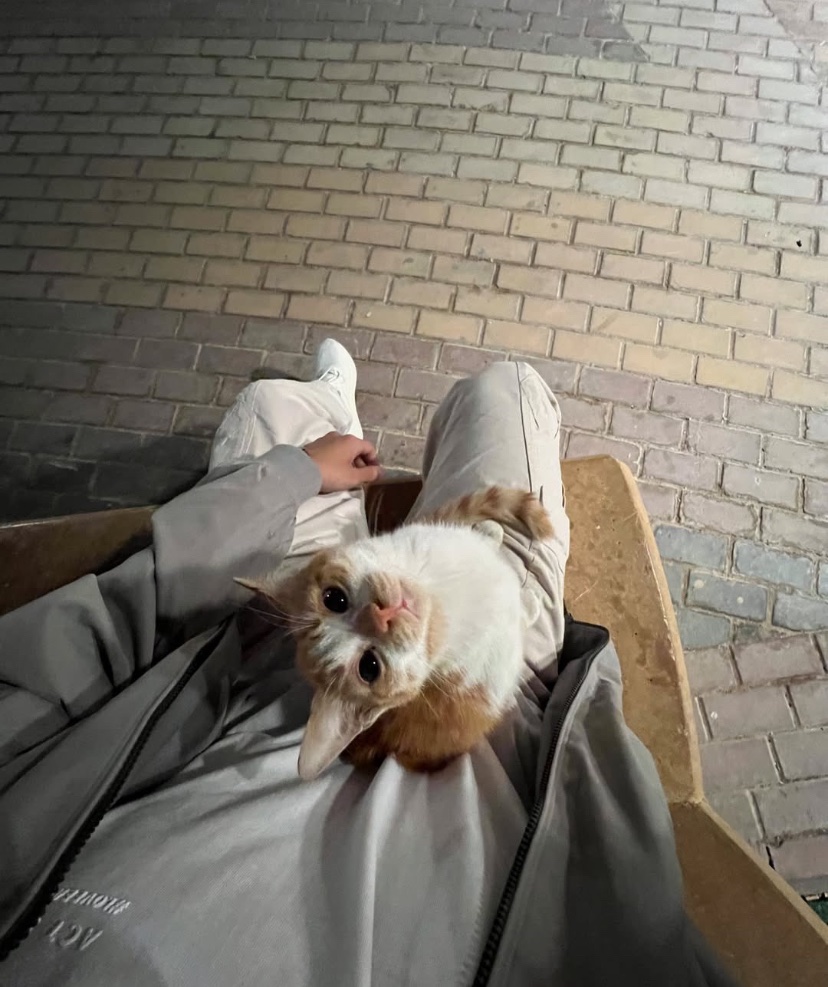 when the stray cat chooses you &lt;3