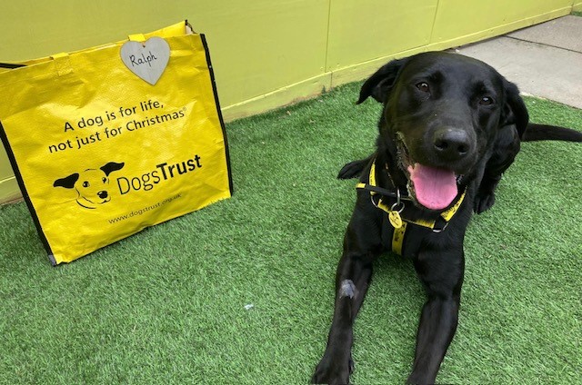 DogsTrust West Calder (Edinburgh) (@dt_westcalder) on Twitter photo Ralph was so happy to be packing up his #BigYellowBag this morning, ready to set off and explore his new home! 🏡💛 Good luck Ralph! 🐾
#AdoptDontShop
#ADogIsForLife
<a href="/DogsTrust/">Dogs Trust 💛🐶</a> Ralph was so happy to be packing up his #BigYellowBag this morning, ready to set off and explore his new home! 🏡💛 Good luck Ralph! 🐾
#AdoptDontShop
#ADogIsForLife
<a href="/DogsTrust/">Dogs Trust 💛🐶</a>