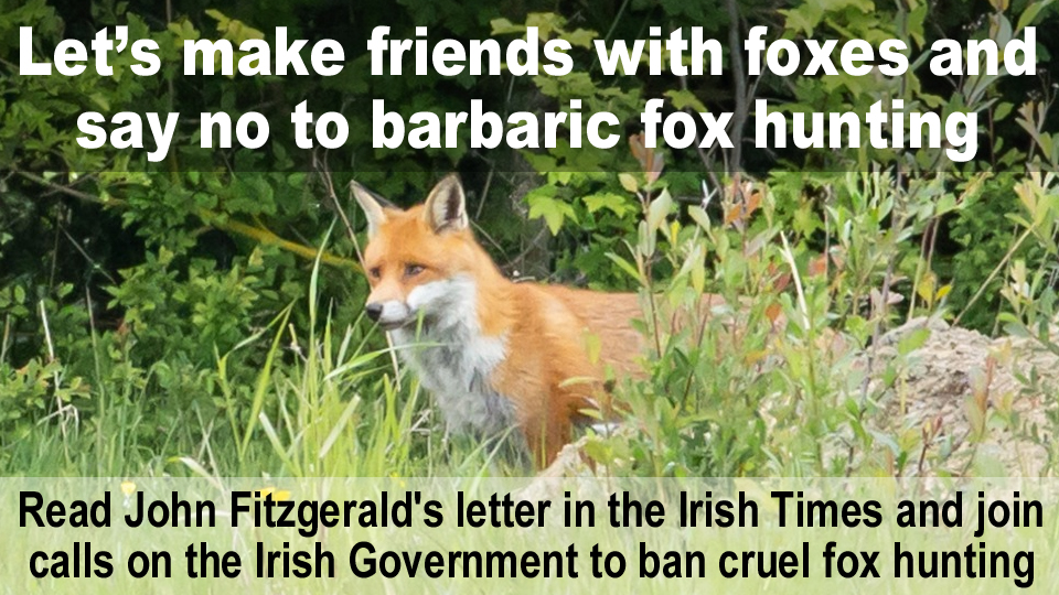 Let’s make friends with foxes and say no to barbaric fox hunting - Read John Fitzgerald's letter to the editor in today's Irish Times and please join calls on the Irish Government to #BanFoxHunting banbloodsports.wordpress.com/2025/08/05/let… #Ireland #AnimalCruelty 🦊