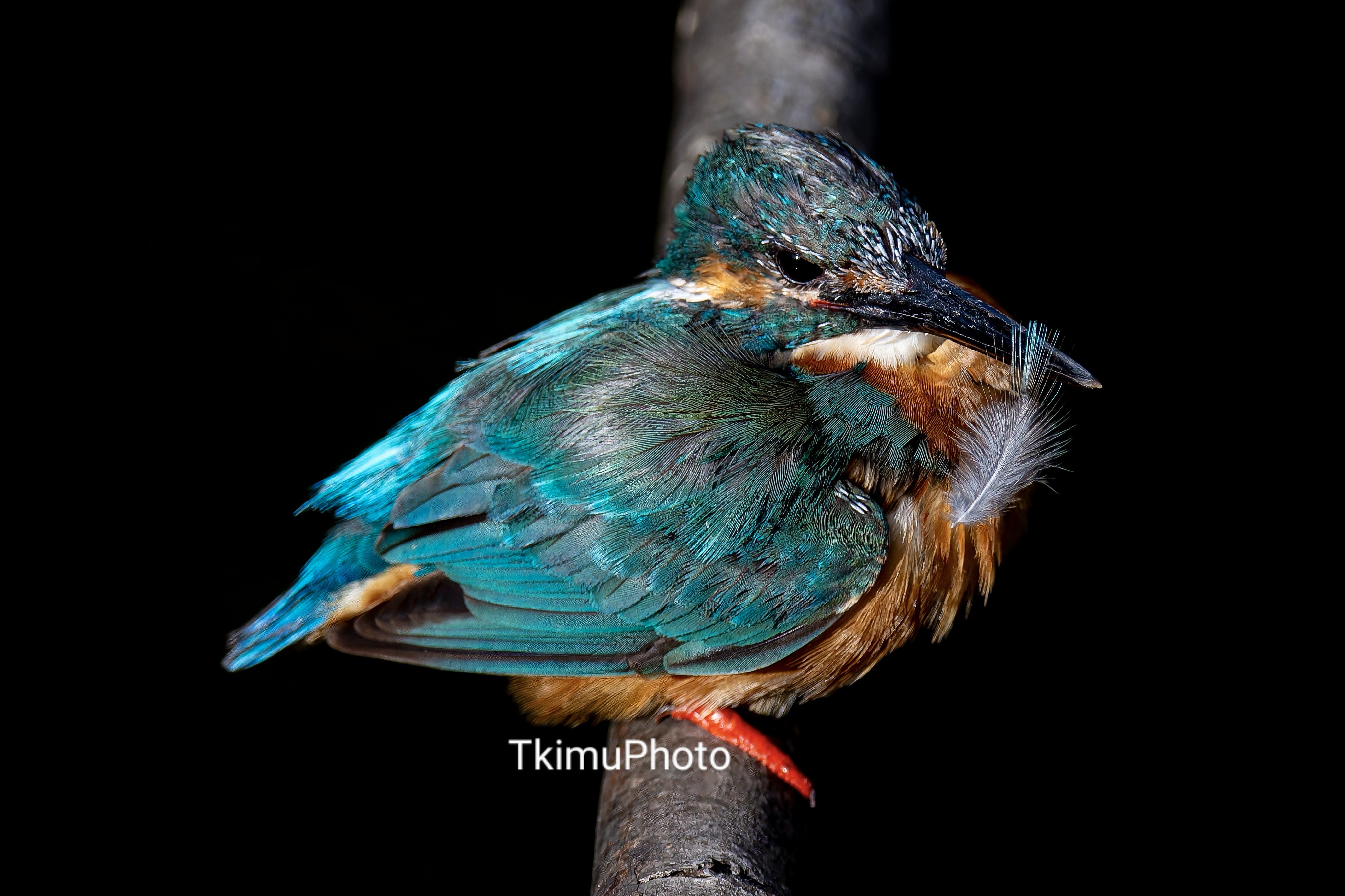 TkimuPhoto on X: 