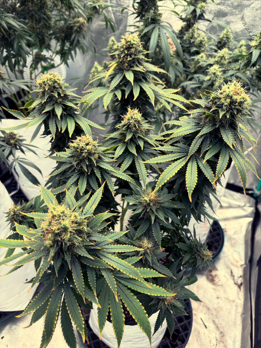 HotPinkHyena's tweet image. Tough on her but I mean it with love…

#WeedLovers #Homegrown #highthoughts #flowerphotography #CannabisThoughts #wakeandbake