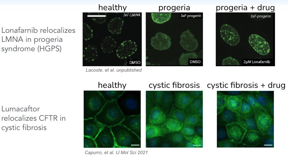 Several successful medicines prove the principle: correcting protein mislocalization can be life-changing for patients. Pooled technology allows testing for treatments like this at scale!