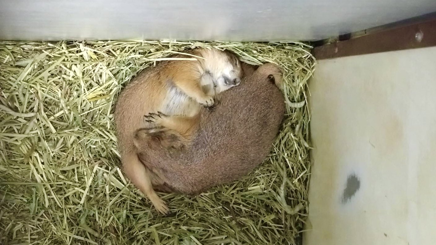 動物の平日 のいち動物公園 - Search / X