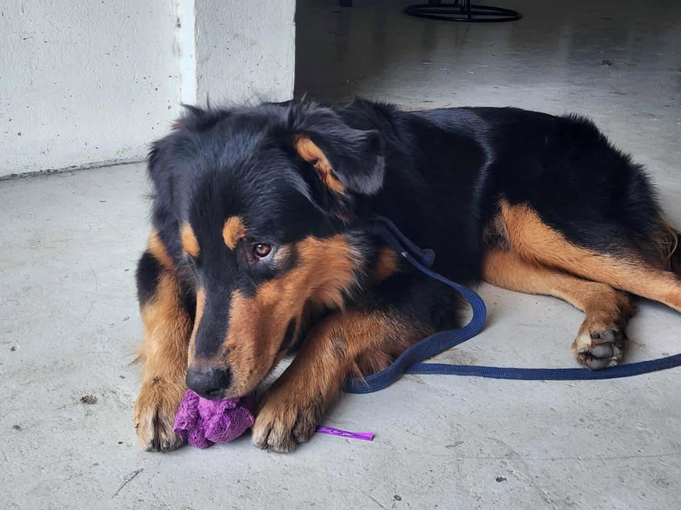 ‼️ ตามหาเจ้าของสุนัขค่ะ ‼️
สายพันธุ์น่าจะเป็นสายพันธุ์ผสม อายุประมาณ 2-3 ปี เพศผู้ 
ยังไม่ได้ทำหมัน ไม่มีปลอกคอ
พิกัดที่พบ : หมู่บ้านอัมรินทร์นิเวศน์1 บางเขน ถ.พหลโยธิน อนุสาวรีย์ บางเขน กรุงเทพ
ติดต่อ : คุณลี่ 061-974-6171
วิ่งหลงมาขออยู่ที่หน้าบริษัท เมื่อช่วงเช้า วันที่ 2 สค