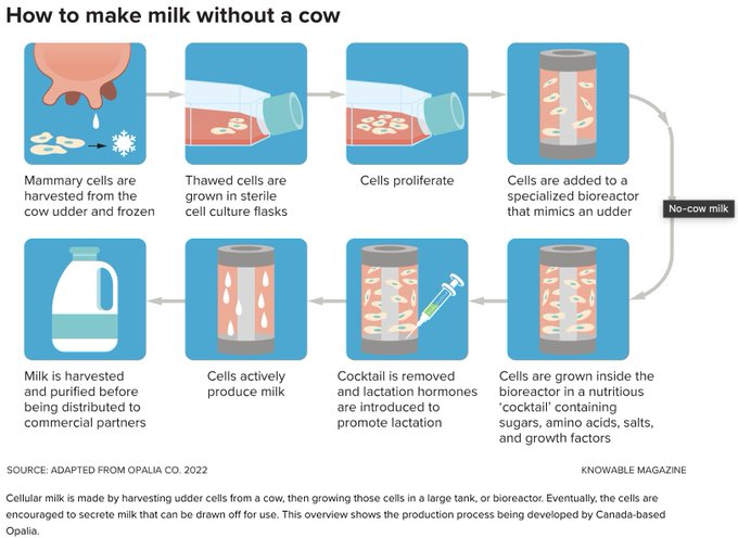 Canadian startup <a href="/Opaliafoods/">Opalia</a> scores deal with Dutch dairy company Hoogwegt to supply cultivated milk. 

It is one of just a handful of global companies using bovine mammary cells to produce whole milk without the cow: