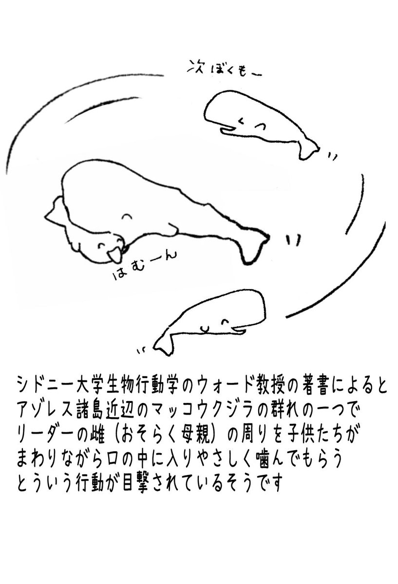 最近、鯨類界隈では館山でマッコウクジラが集団座礁したり、名古屋港水族館のシャチのアース君が亡くなったりと悲しい事が続いているので微笑ましいお話をどうぞ