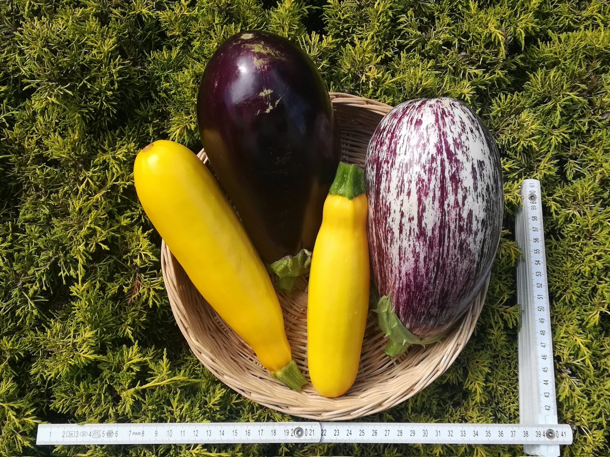 Die Ernte der Riesen.