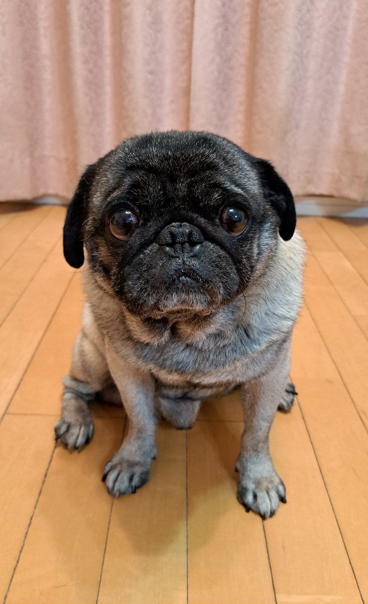 【スーフェス91 購入】春の新緑パグ獣 PUG KINGDOM あきぱぐ PUGJYU パグ獣 春の新緑 ver PUG KINGDOM ソフビ