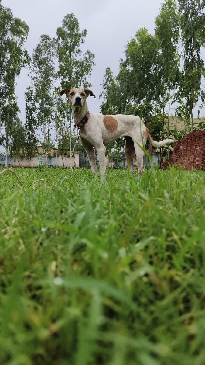 TheViditsharma's tweet image. 🚨 Missing Dog Alert 🚨
This sterilized and vaccinated pet dog is missing from Sector 116, Noida.
Please help by sharing this post and spreading the word! 🙏
#MissingDog #Noida #PetAlert