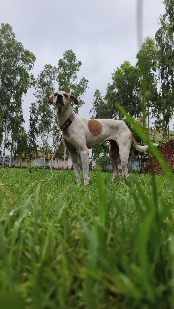 TheViditsharma's tweet image. 🚨 Missing Dog Alert 🚨
This sterilized and vaccinated pet dog is missing from Sector 116, Noida.
Please help by sharing this post and spreading the word! 🙏
#MissingDog #Noida #PetAlert