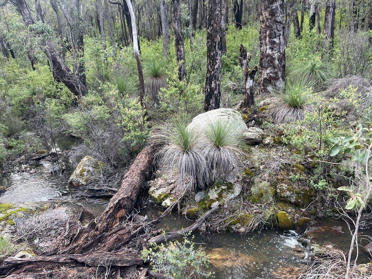 … Collie - Jarrah forest bliss …
