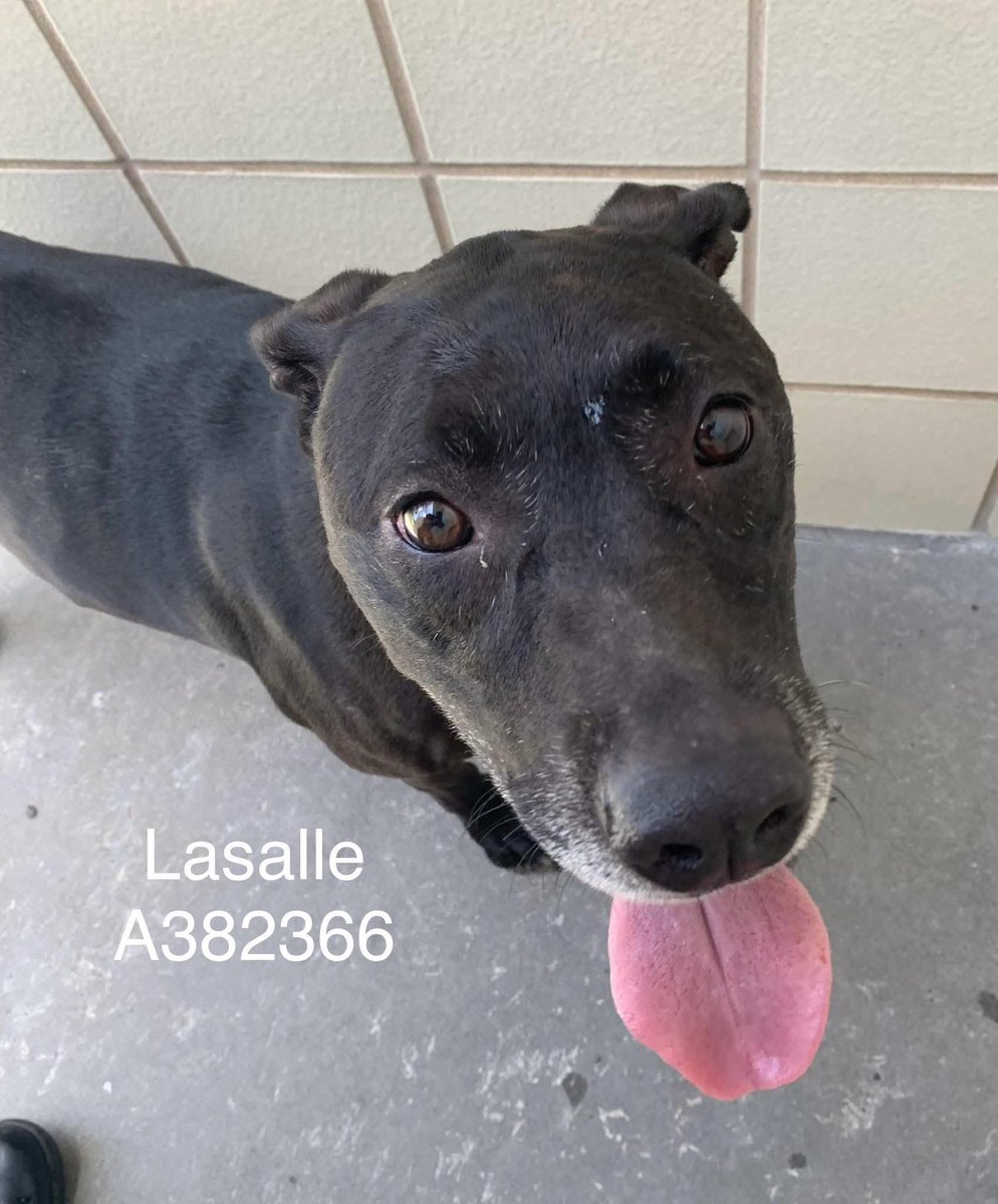LASALLE #A382366 8YO 
I hear that I'm RUNNING OUT OF TIME 😭 ⌛️ 
"I DON'T WANT TO DIE 💔 "
I still have so much to do,dig,run,play,eat &amp; love a human,if they will give me a chance!" 
Plz save adorable LASALLE, she is a TREASURE!
PLZ #ADOPT #FOSTER OR #PLEDGE FOR RESCUE ##TEXAS