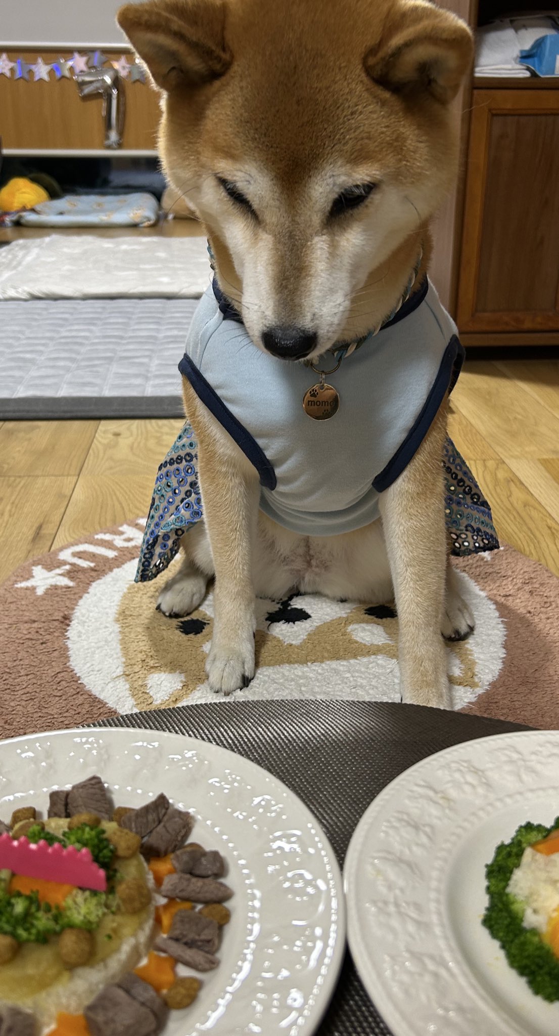 しば犬です。私の汗と涙が染み付いています。 あ、ありがとう…。