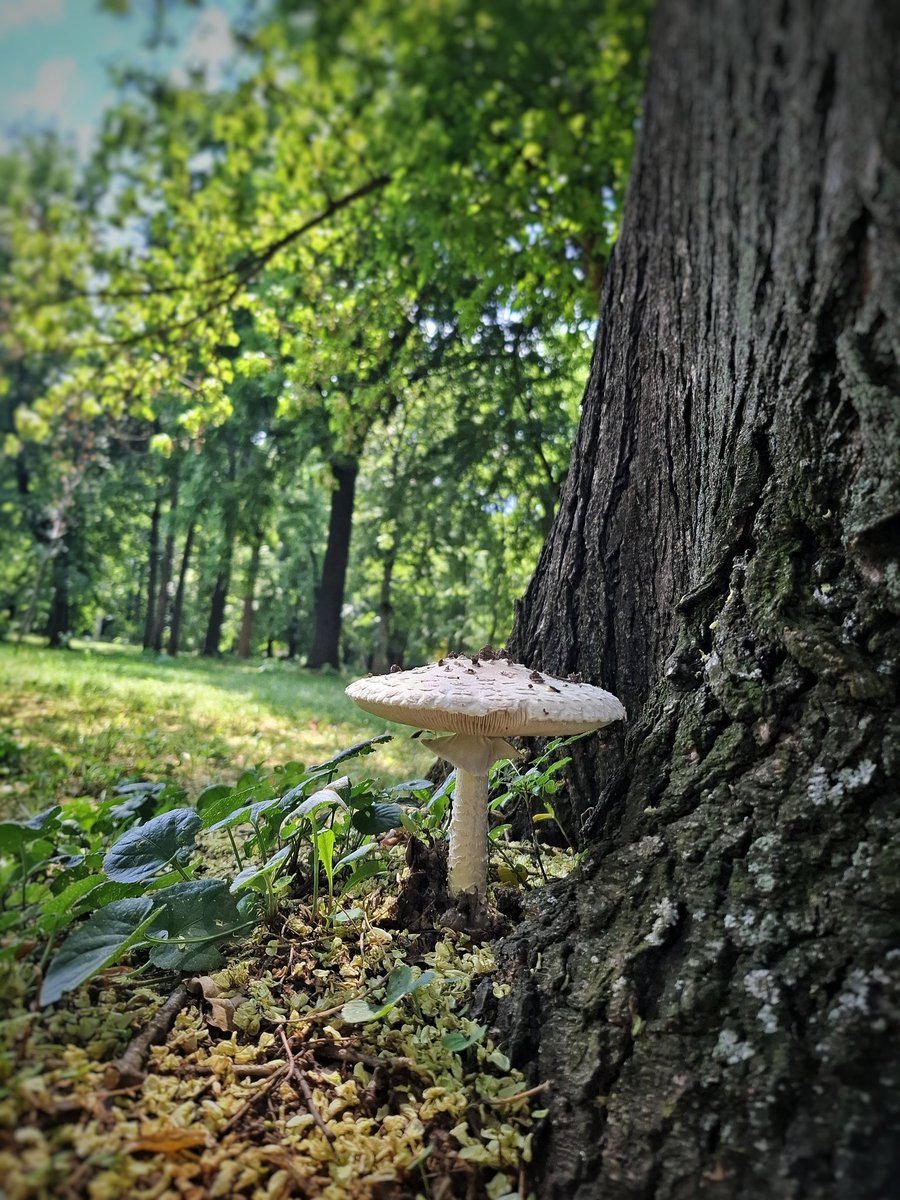 #mushrooms