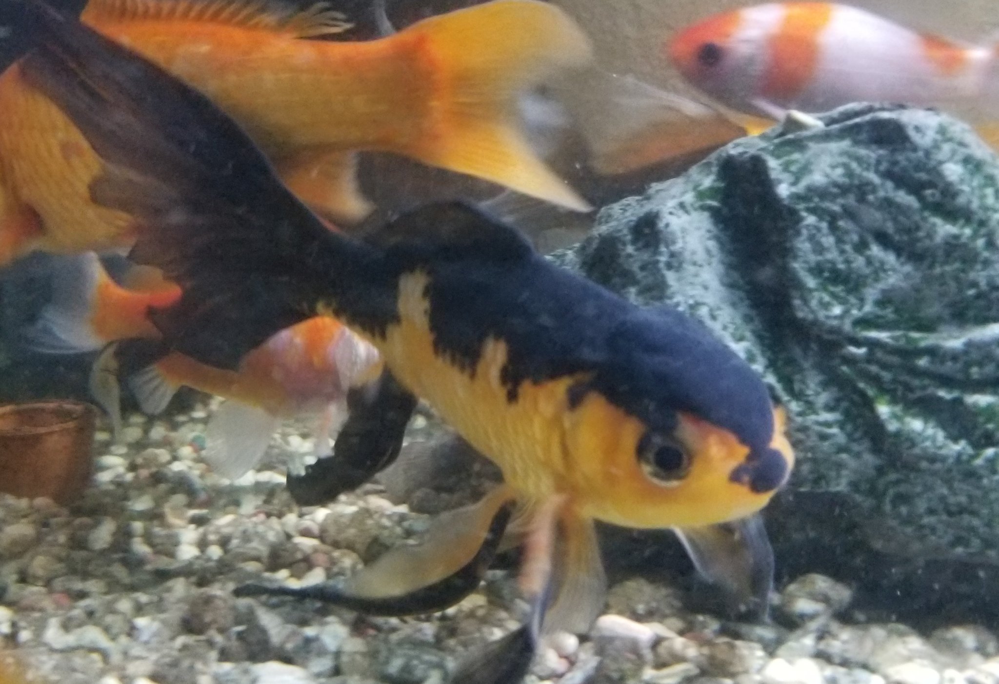 黄金の魚✼33枚全131話 2893] 黄金双頭陰陽龍獣ドグラ