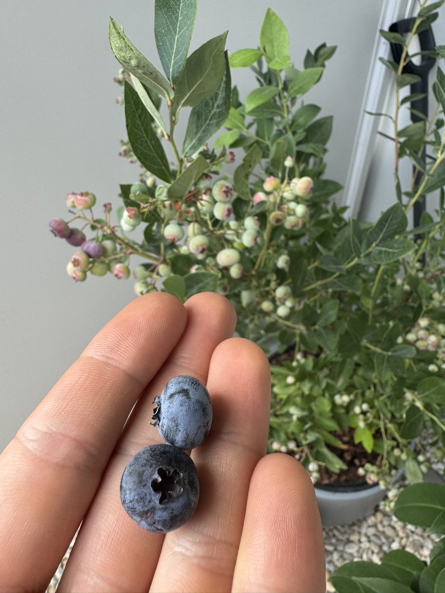 It tastes even better if it’s from your tree!