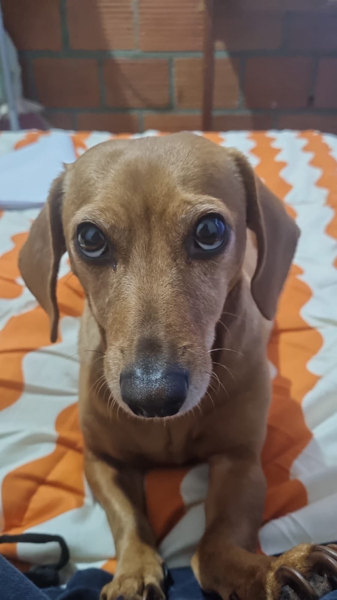 una amiga me mando una story de una chica que encontró una perrita en la ruta, me dijo si la quería adoptar y le dije que si. le bañe y le puse un collar y ahora me juzga todos los días desde hace 3 años