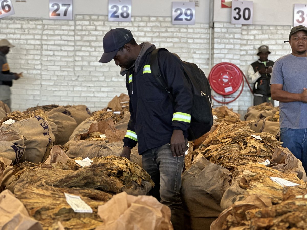 Attention!!
All tobacco growers should be paid within two days of completing sales, as mandated by S.I. 77 of 2022 💰✅. If you haven't received your payment on time, don’t hesitate to reach out to TIMB for assistance. Protect your rights and ensure that your hard work is