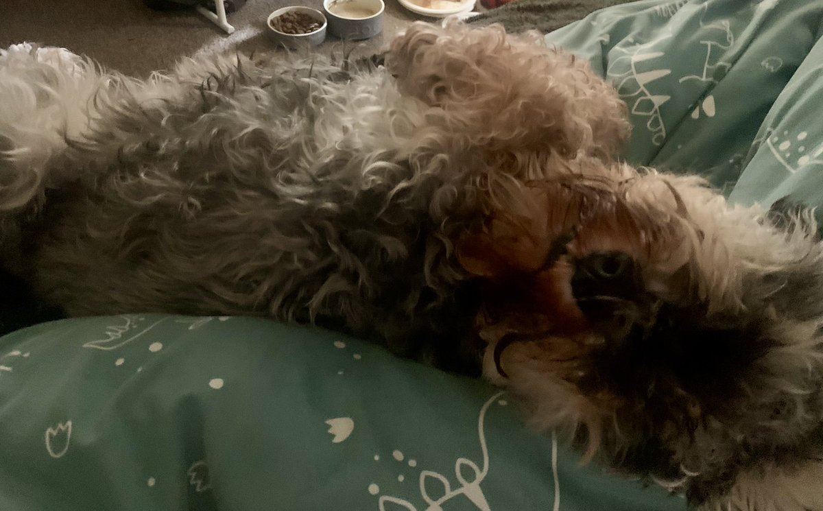 Arnie the Mini Schnauzer tweet media