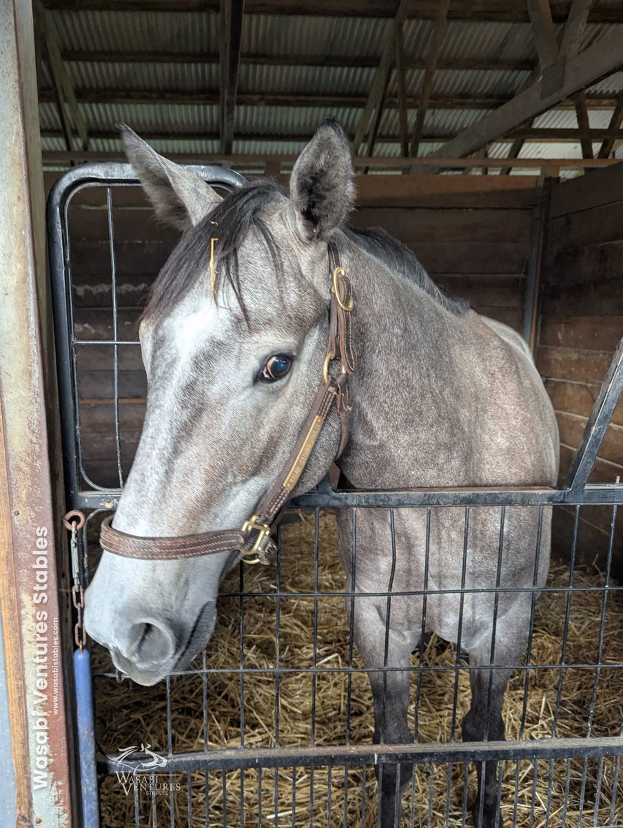 WV Stables (@wasabistables) on Twitter photo Kiss the Ring would like to know if you happen to have a peppermint available. ππ¬ Kiss the Ring would like to know if you happen to have a peppermint available. ππ¬